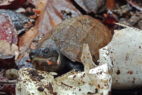 Philippine forest turtles stand a ‘good chance’ after first .